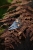 DSCF2379.jpg